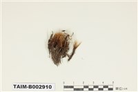 藏品(曲尾苔科)的圖片